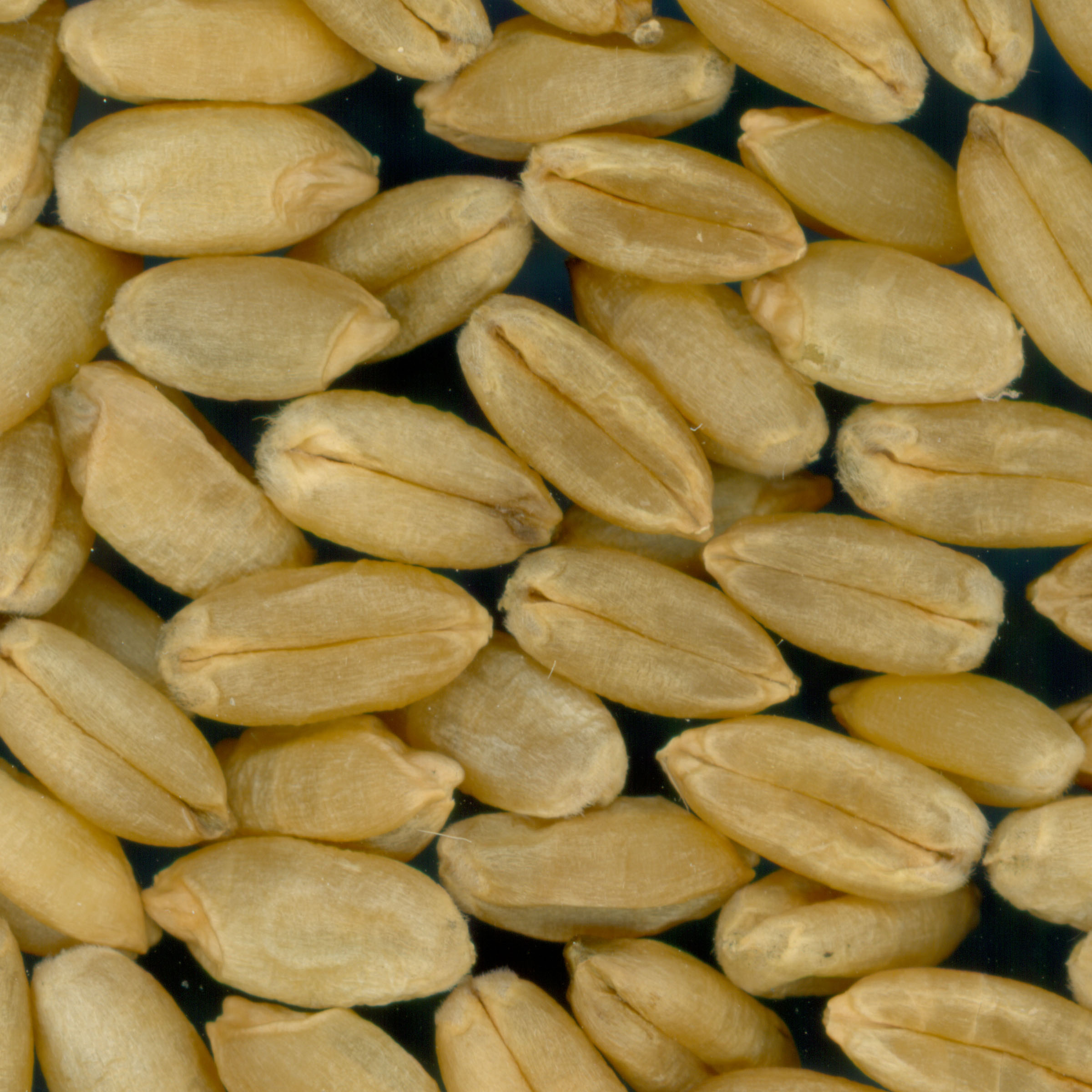 Click for 3 image(s) for this accession. KERNELS
